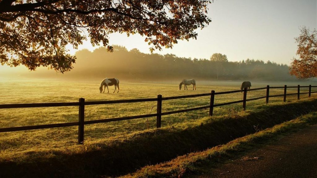 Voedingsblog over natuurlijke paardenvoeding met informatie over gezond dieet, paardensupplementen en optimaal paardenwelzijn